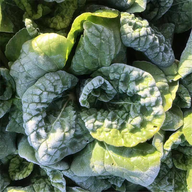 农家露天霜冻青菜五斤包邮