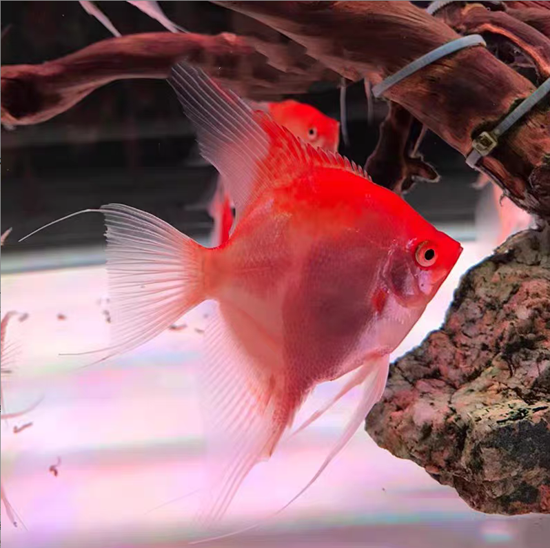  红魔鬼燕鱼小型热带南美精品灯科鱼淡水鱼 好养易活