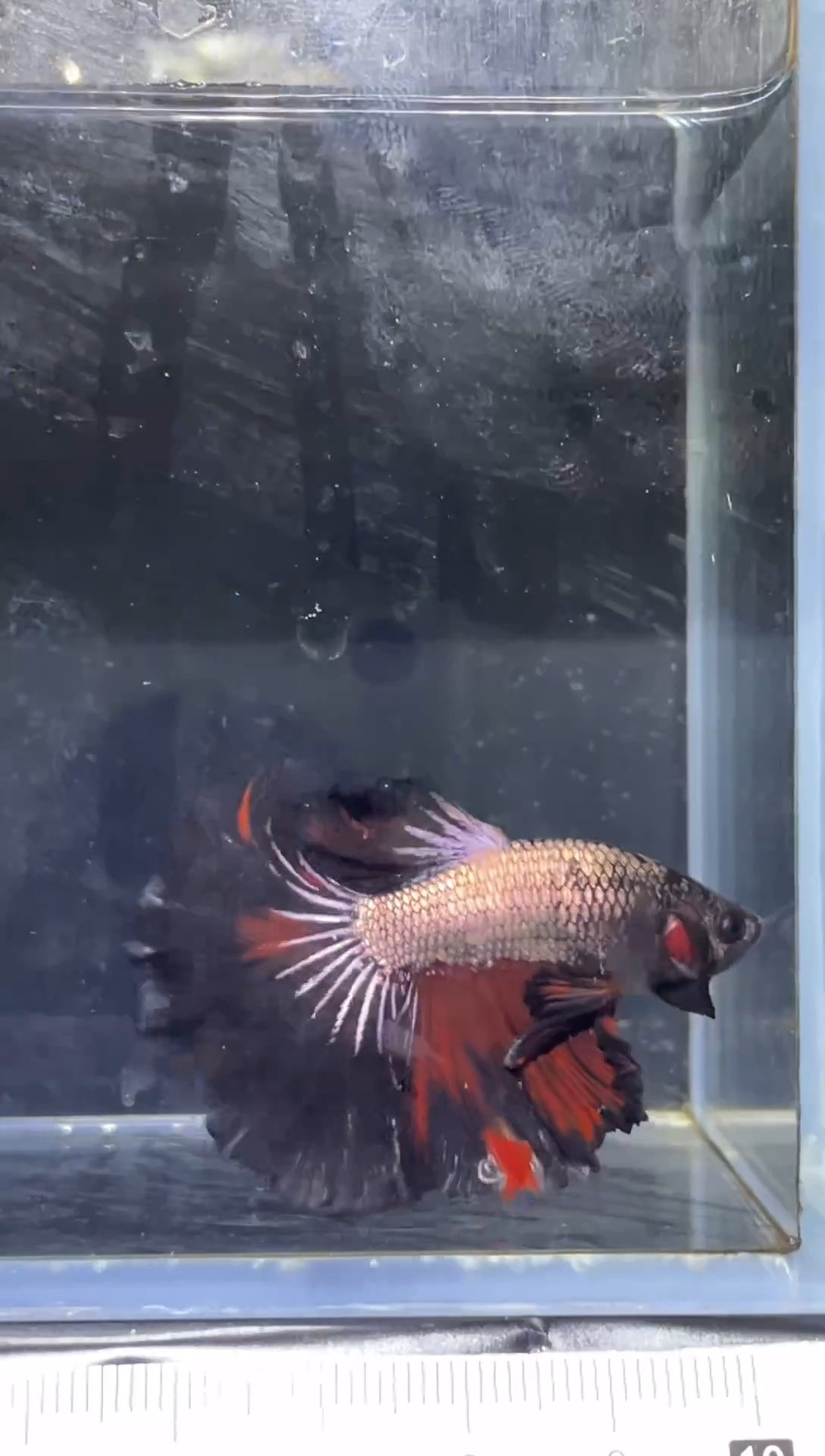 斗鱼泰国精品斗鱼A17