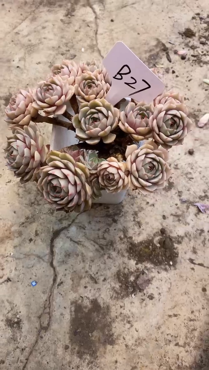 匆*～          B27号笨吧￥28