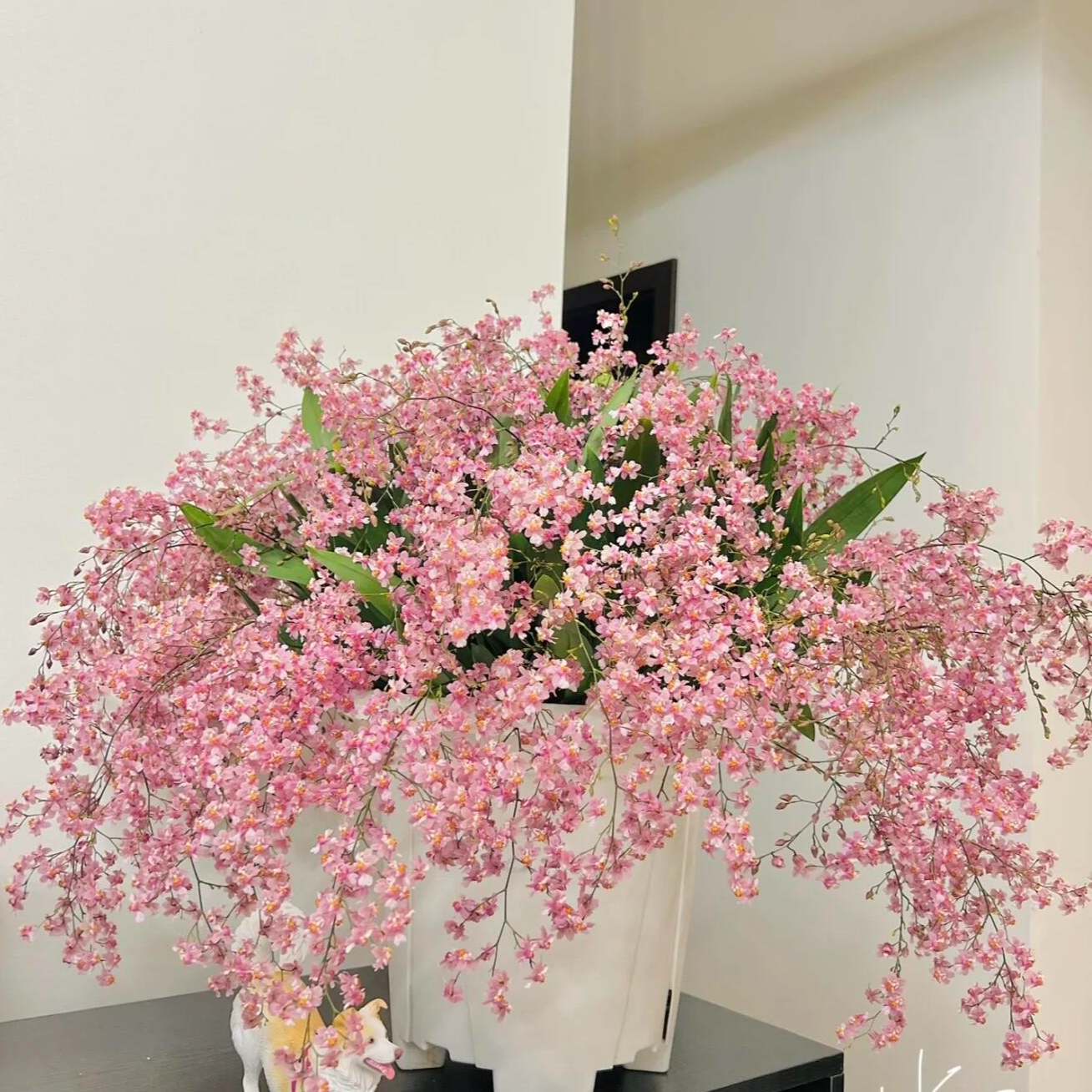 【梦香兰光棕粉】（20枝花剑起）带花苞盆栽花卉，云南基地直发