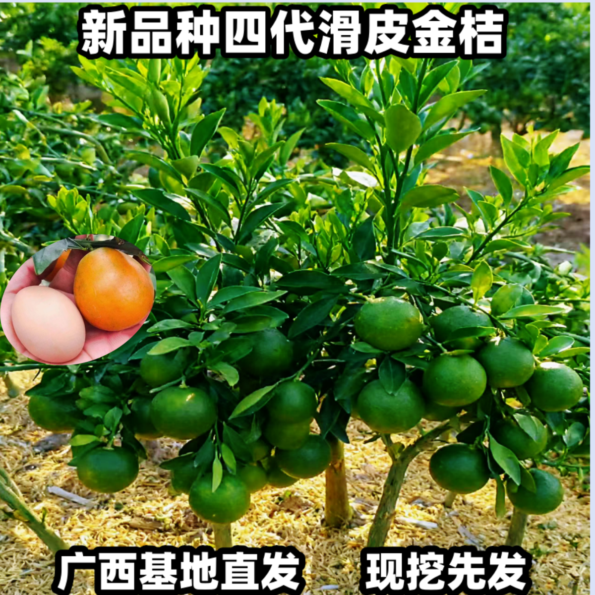 新品种四代大叶金桔树苗广西原产地发货融安金柑盆栽地栽种植