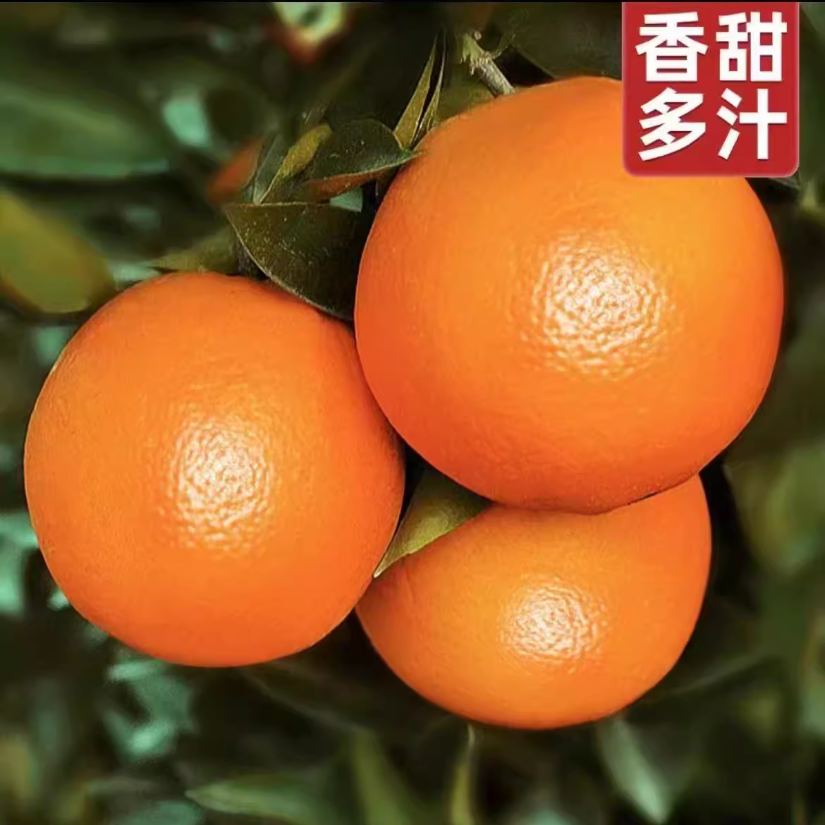 韩三岁正宗赣橙新鲜采摘香甜多汁当季水果特级果