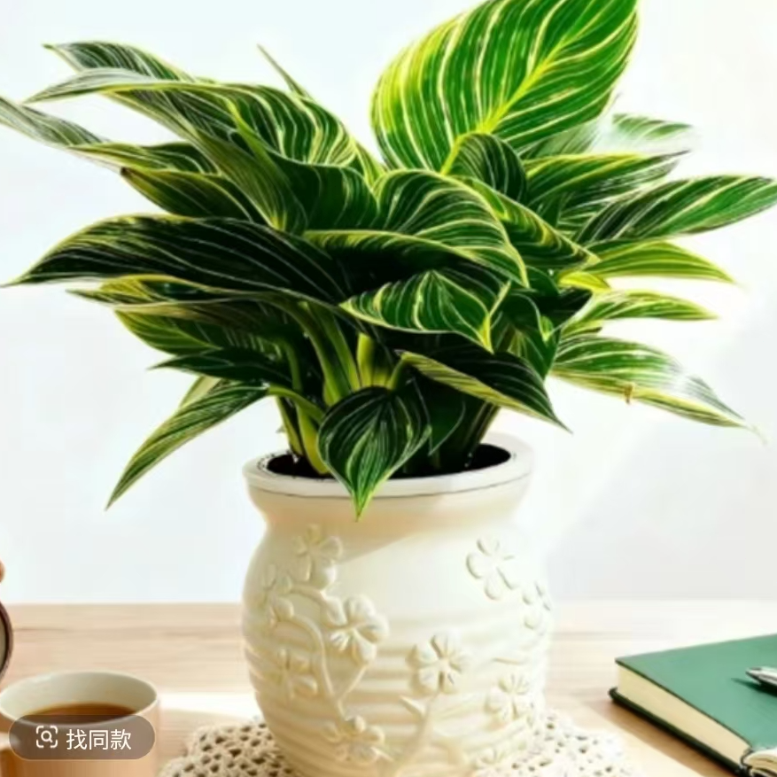 【吸甲醛植物】铂金钻盆栽室内绿公主绿植客厅阳台净化空气好养活
