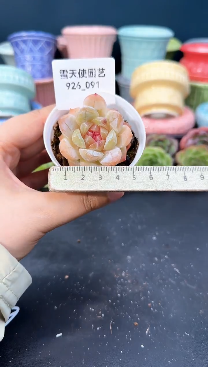 926-091青山（冠幅5cm）