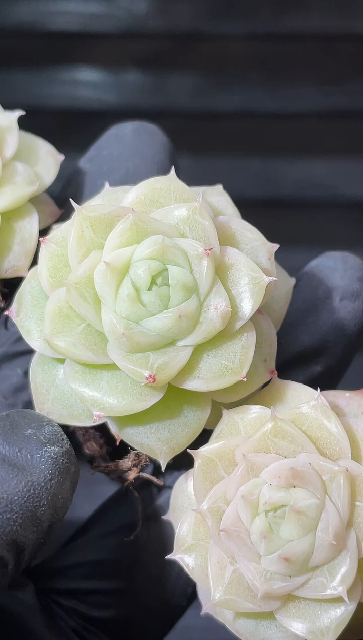 22-62 冰封木槿花2-3厘米量拍发一颗