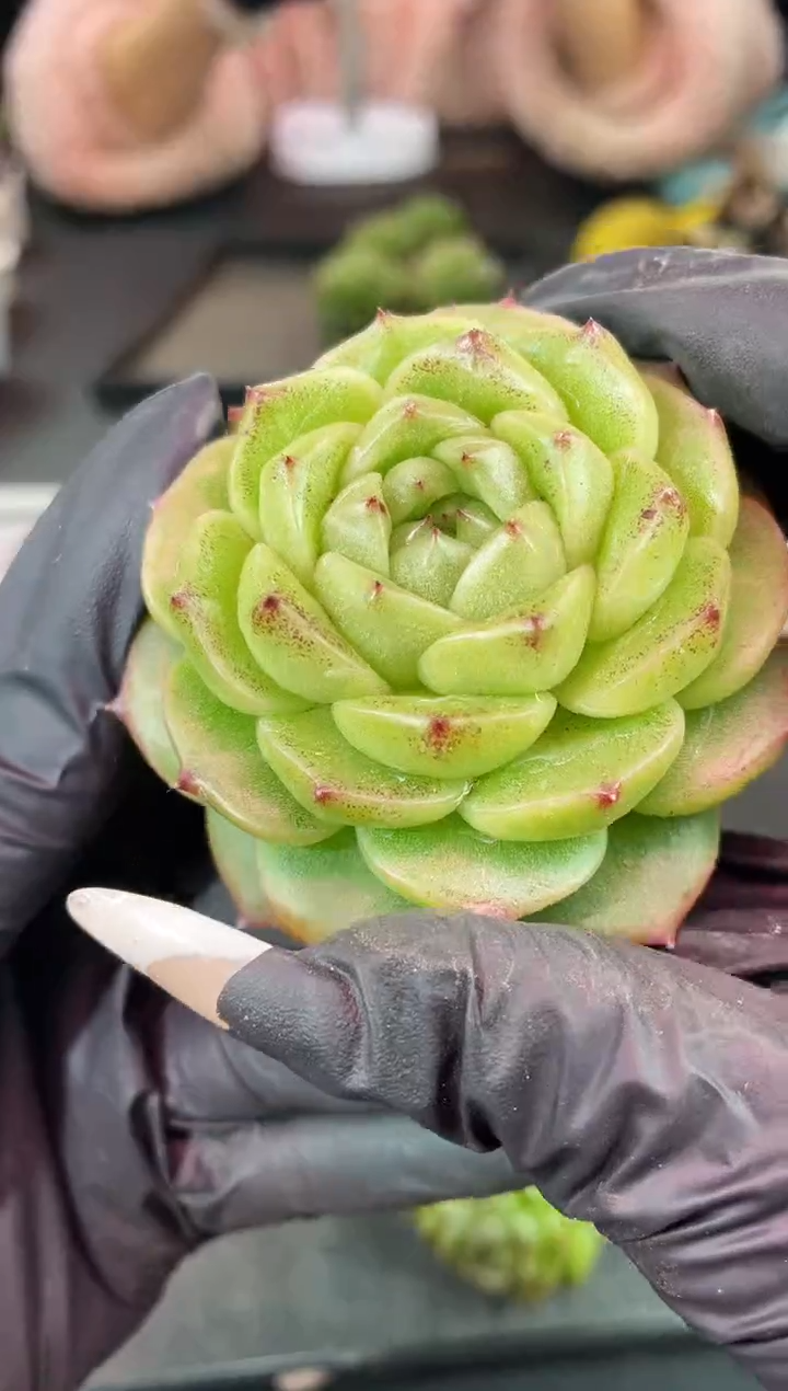 闪购1206  翡冷翠多肉一颗  5厘米