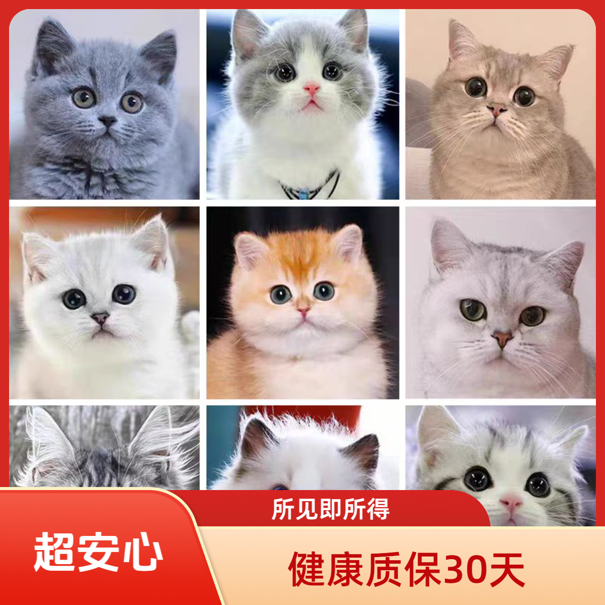 西安阿痴宠物活体猫咪基地多种品种宠物猫