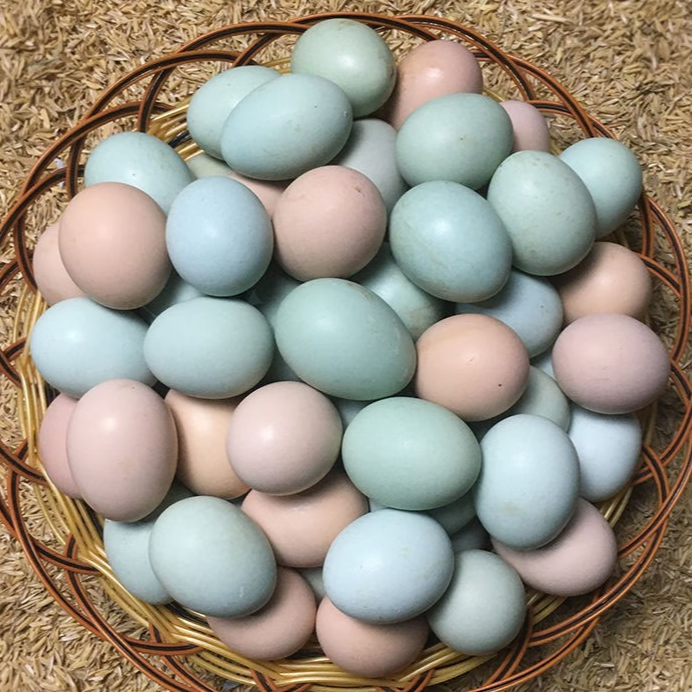 会昌金蛋担橙园散养生态绿壳蛋50枚装天然营养健康美味