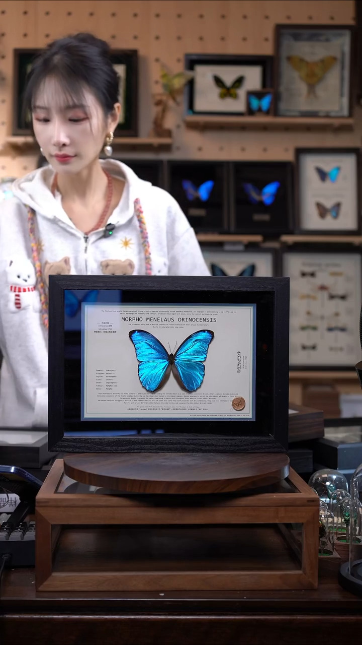 蝴蝶标本摆件竞拍b16