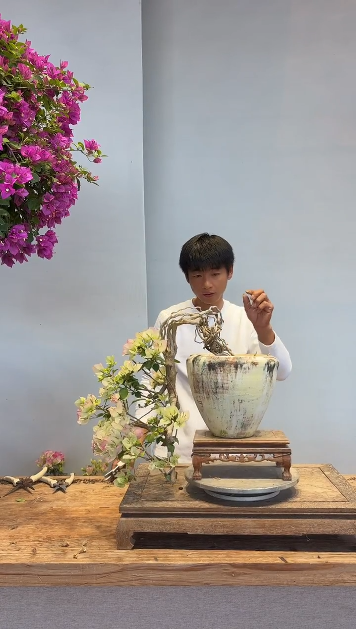 以实际为准三角梅13