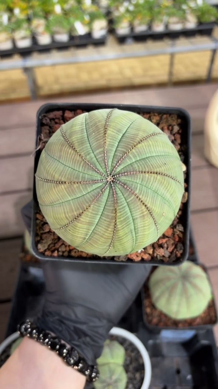 布纹球大戟FC-9052