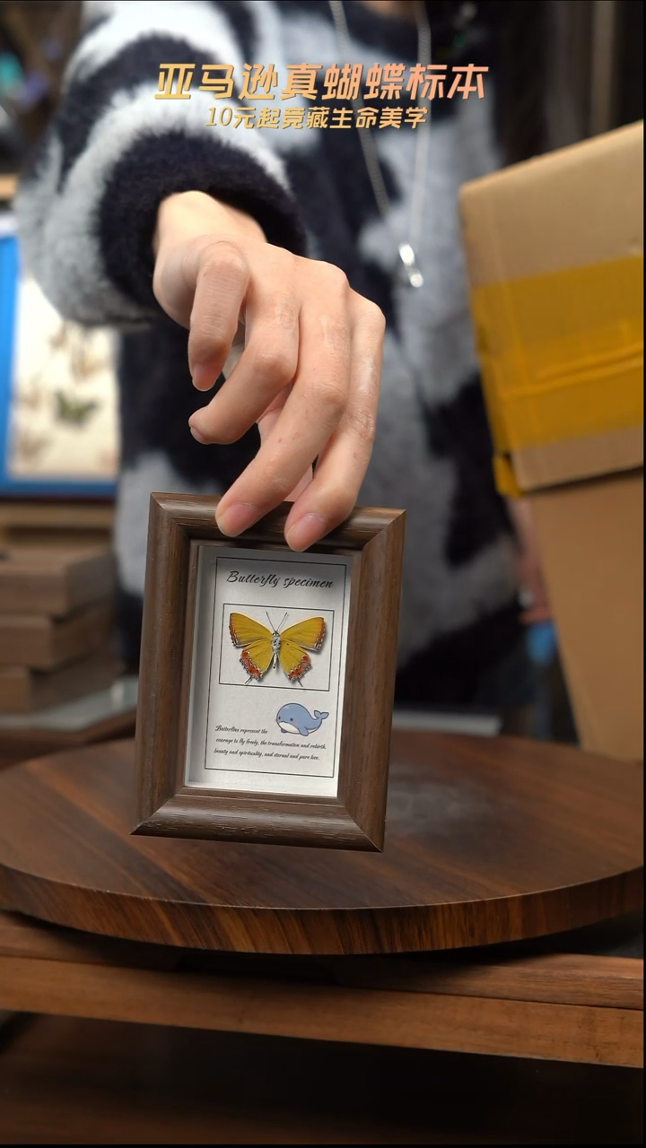 冰箱贴标本摆件d587