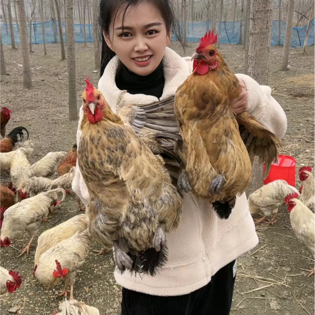 放养黄油老母鸡 带内脏 毛重3只12斤 净重保底8斤