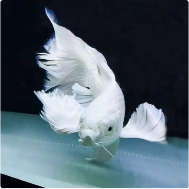 蝴蝶鲤精品台系白色普身贵妃体观赏鱼