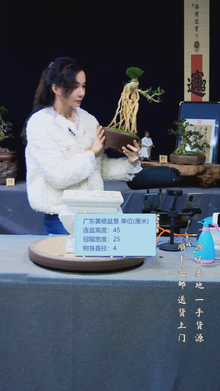 【闪购商品】黄杨盆景黄杨盆景