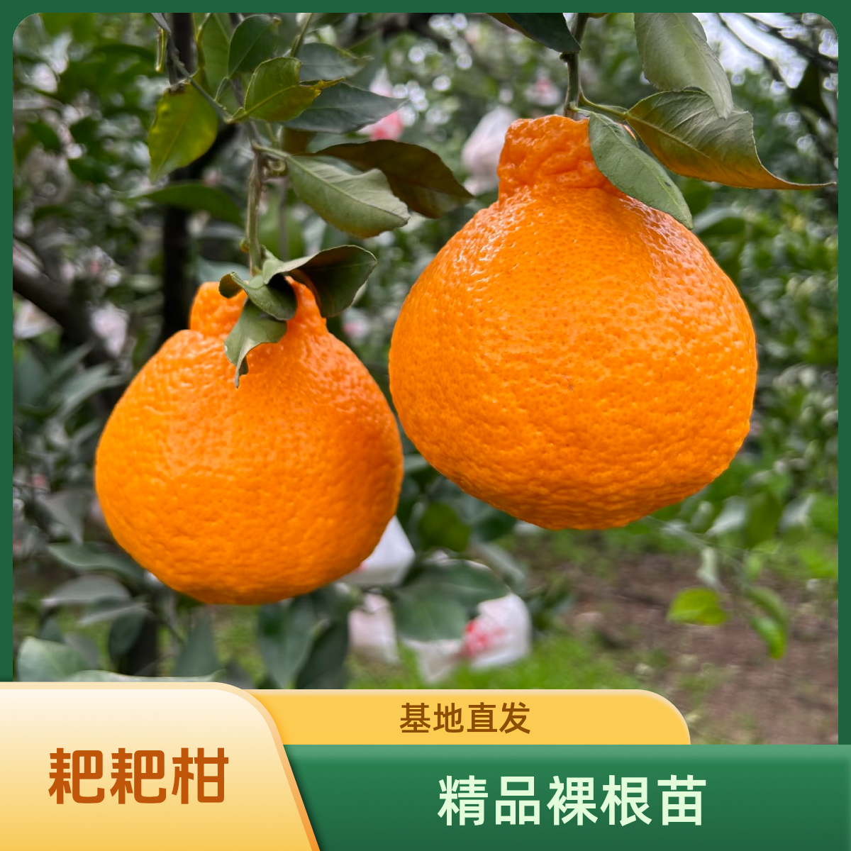 耙耙柑春见丑橘裸根苗【2棵】嫁接柑橘果树苗南方庭院种植