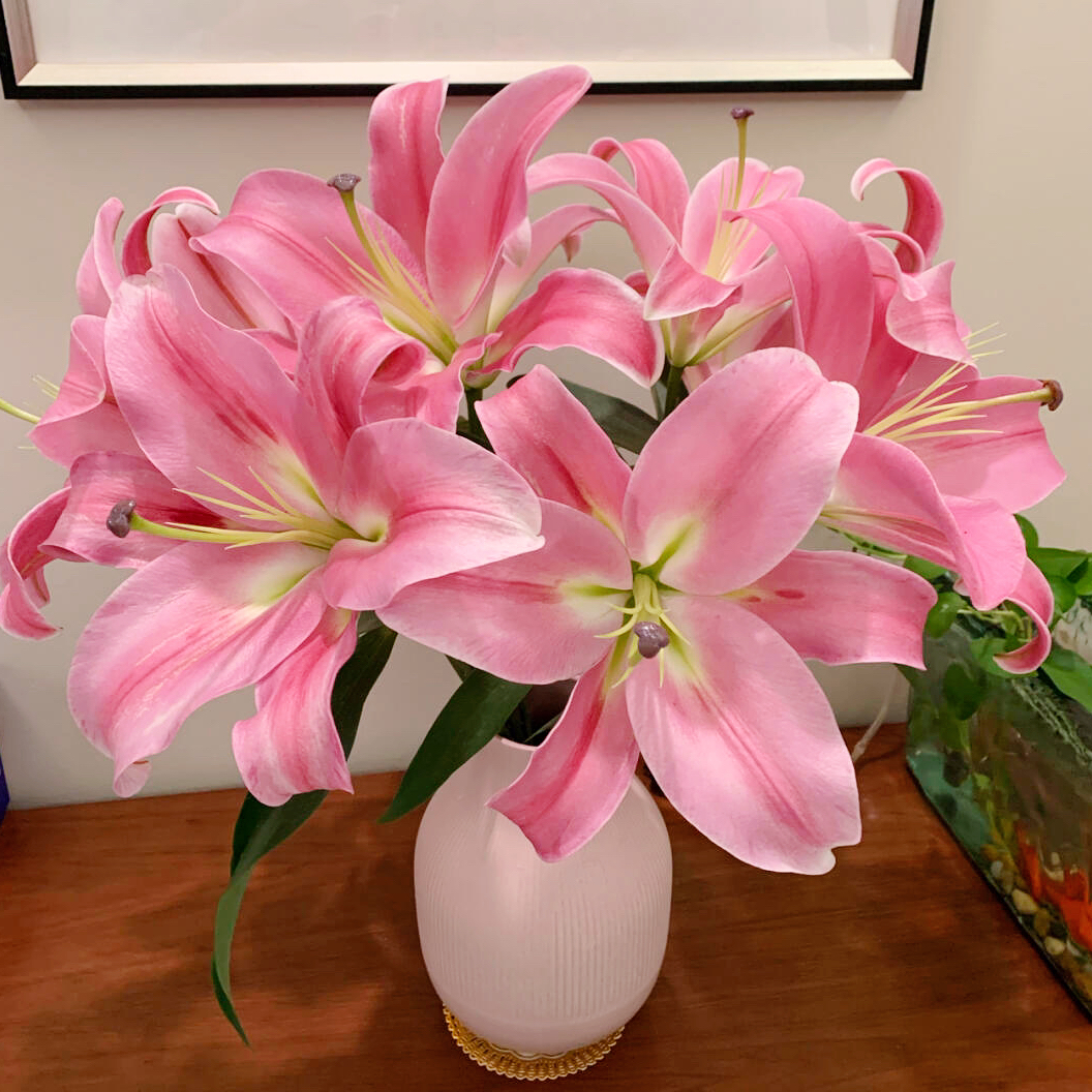 普拉芬多A级粉色百合花高质量鲜花云南新鲜鲜花家用鲜花两单顺丰