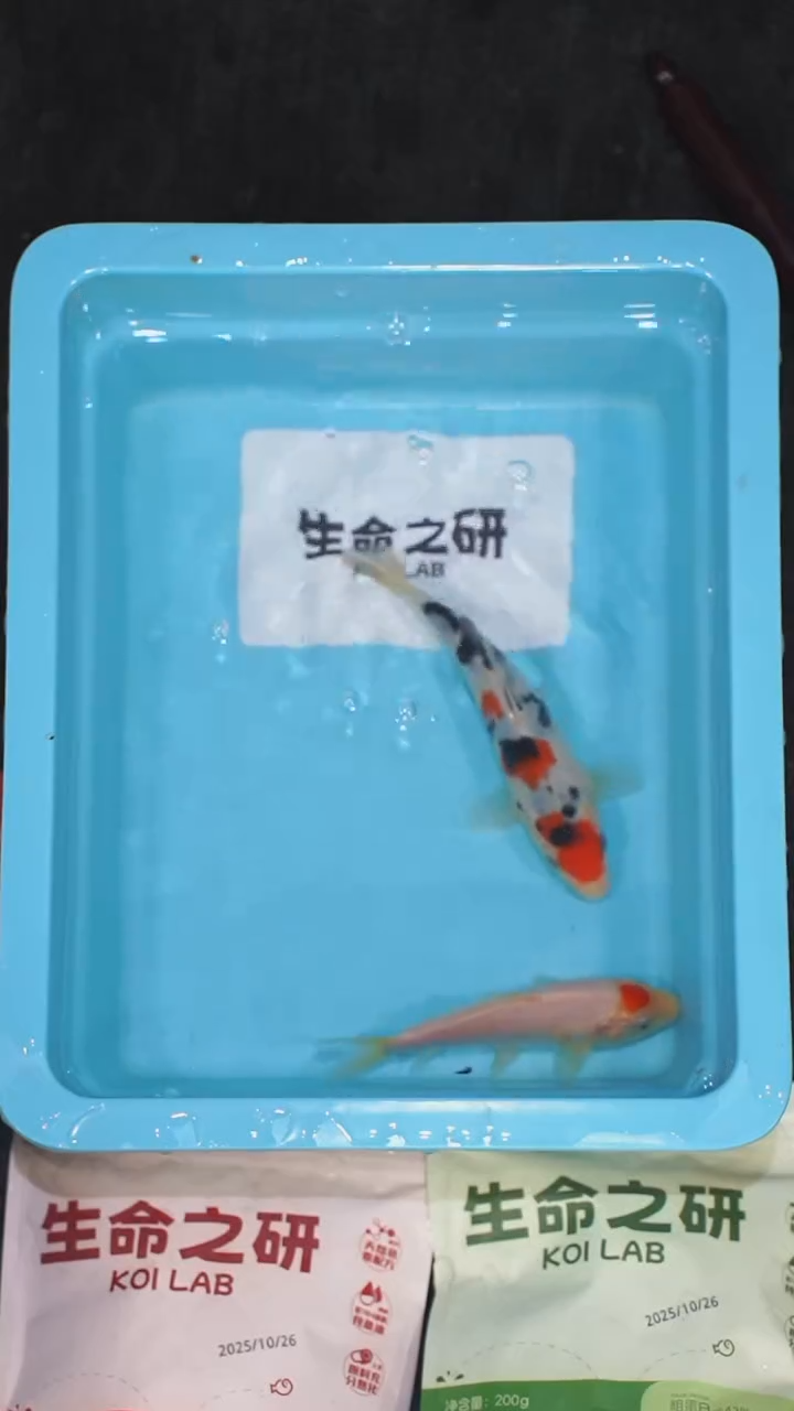 锦鲤血统大正锦鲤红白锦鲤芥子鲤锦鲤观赏鱼