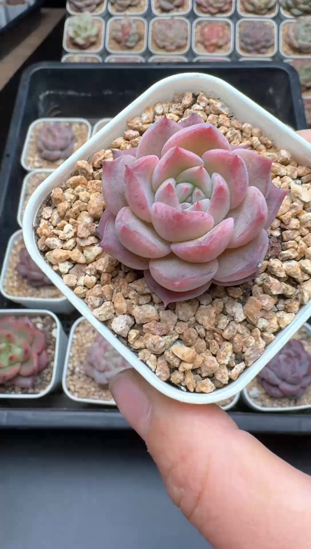 【闪购商品】282号一物一拍珍妮多肉花卉植物3颗起发