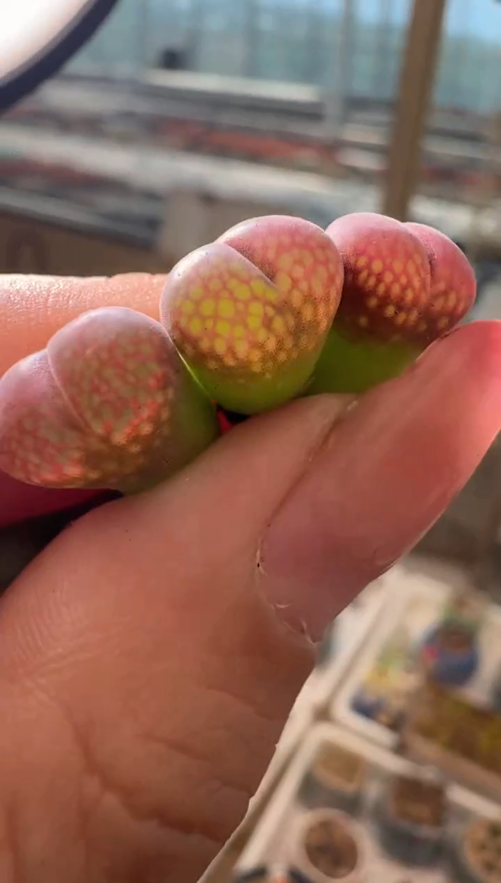 29-69多肉植物肉锥c10一颗