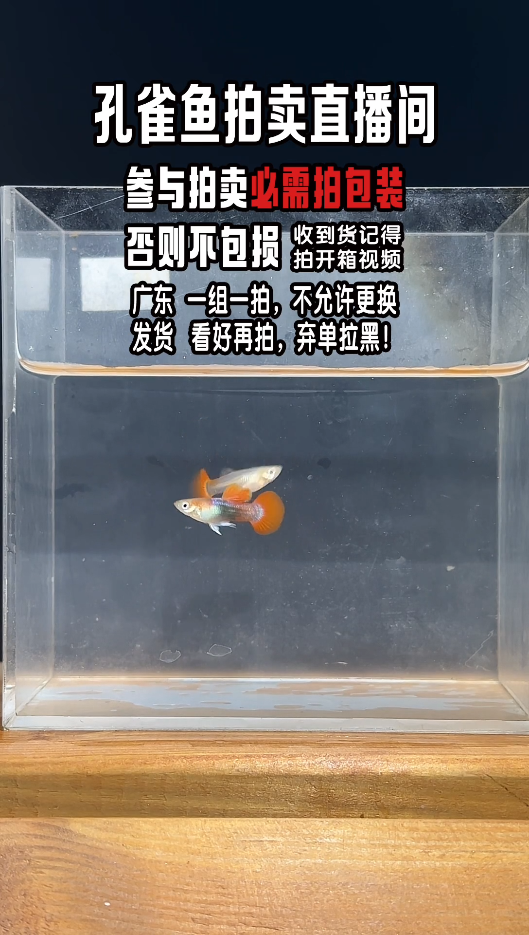 孔雀鱼折扇孔雀鱼1对