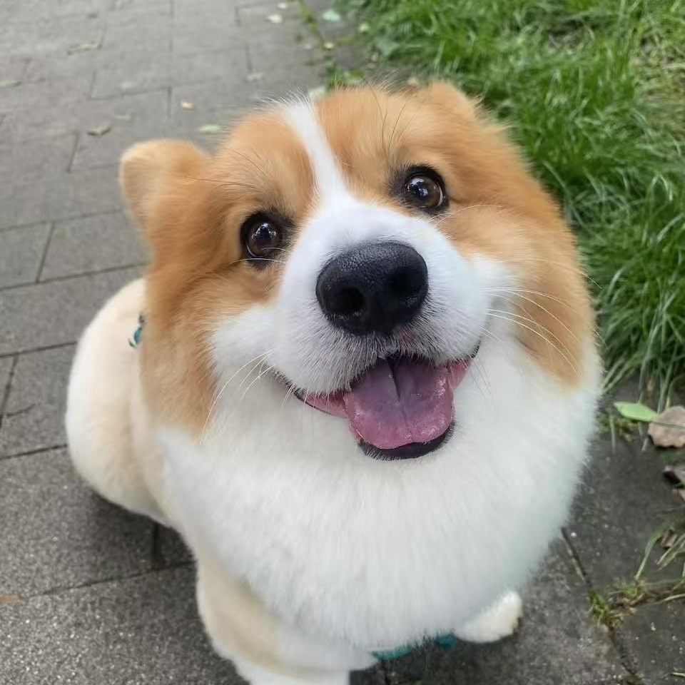 [华鑫宠物]幼犬活体链接