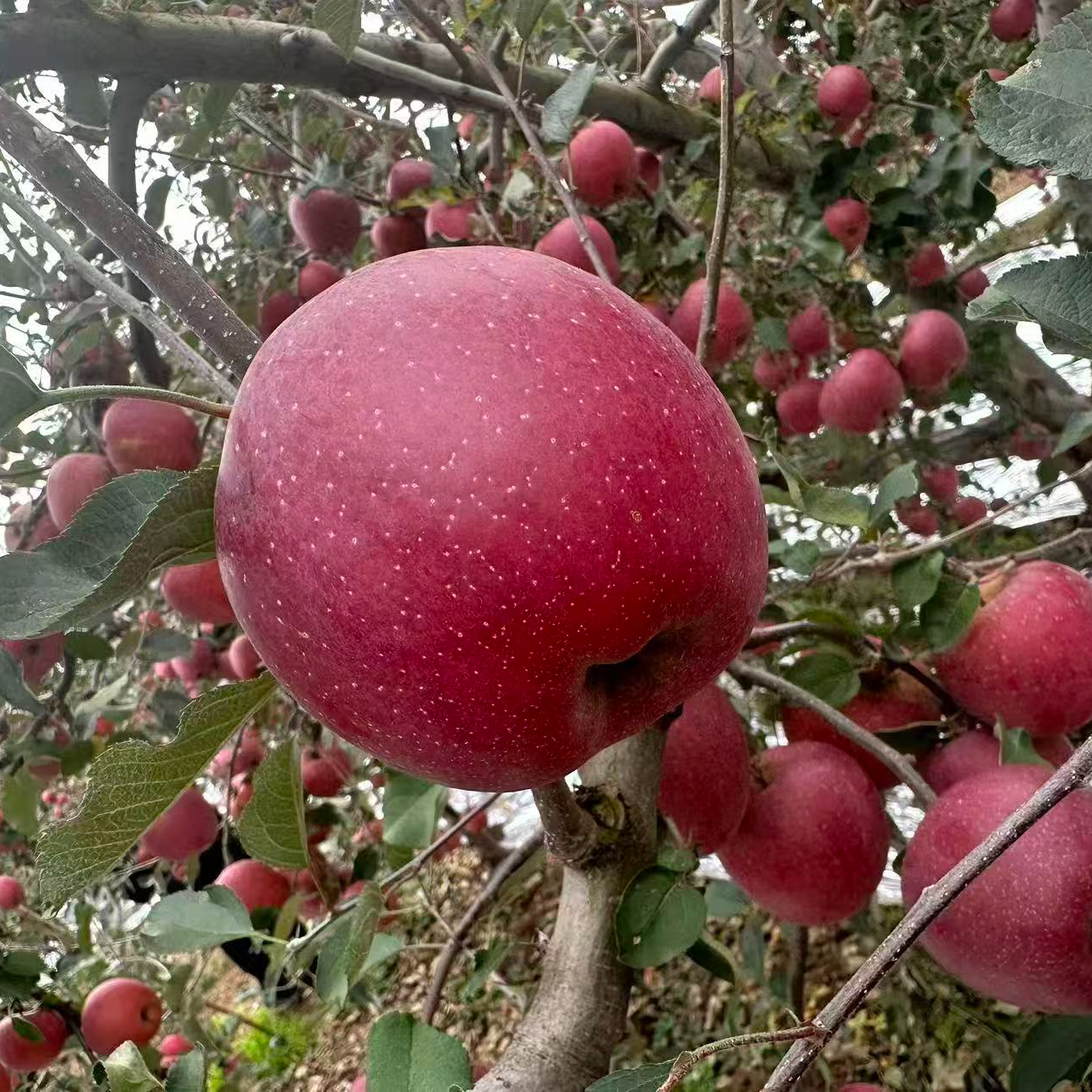 贵州威宁糖心苹果