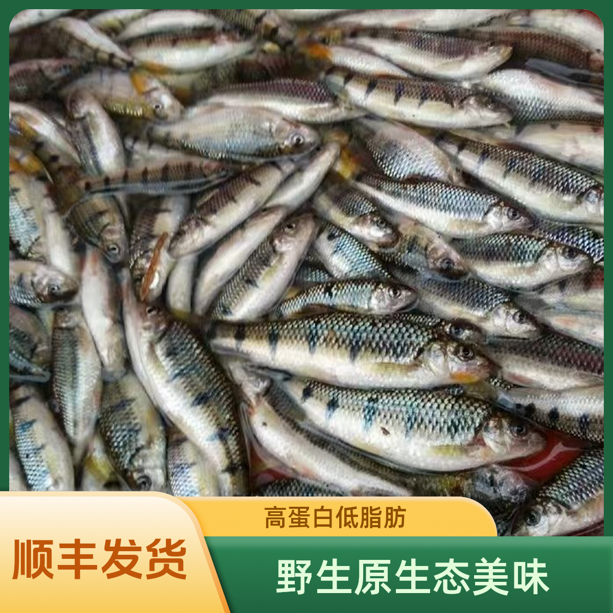 仙侠湖有机石斑鱼/饮用水源地新鲜捕捞活鱼/肉质鲜美/顺丰发货
