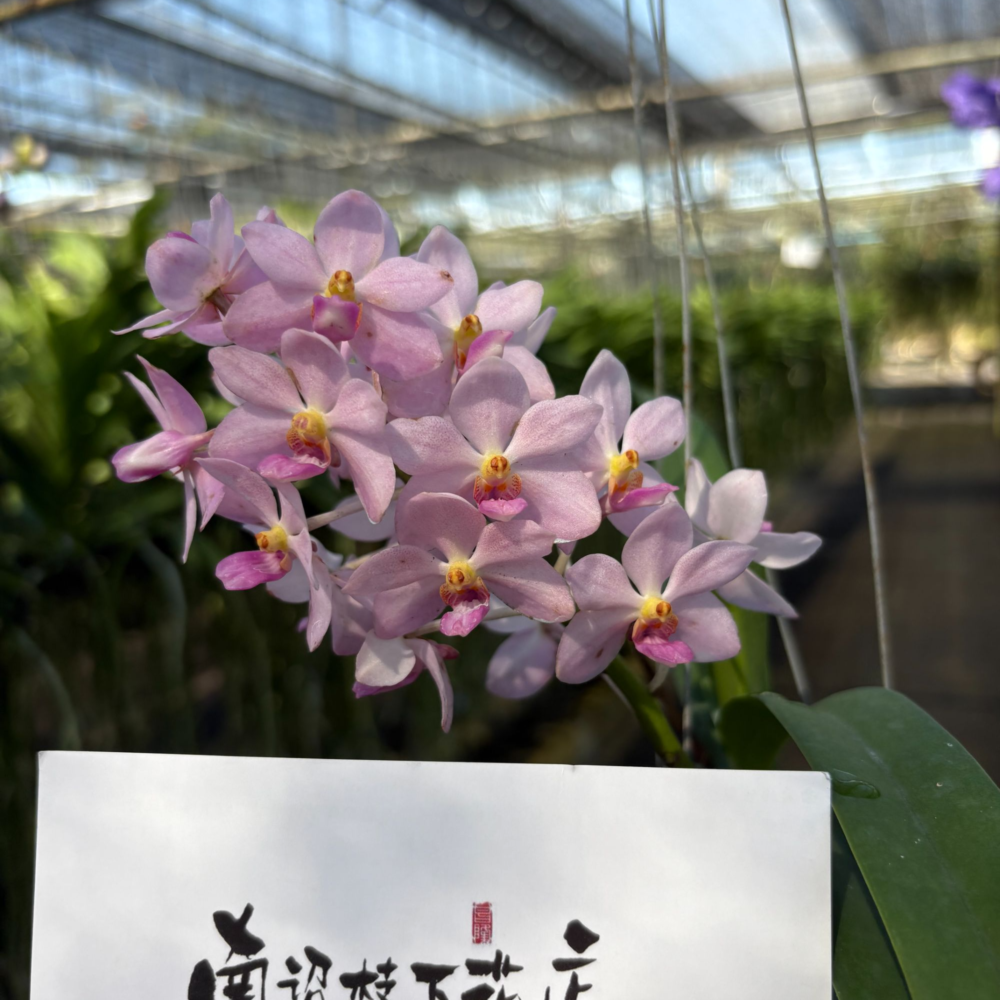 【南诏优选】小粉象 V.Lilchang pink，粉色仙子花香浓郁