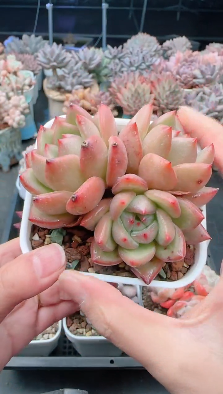 【闪购商品】8269.