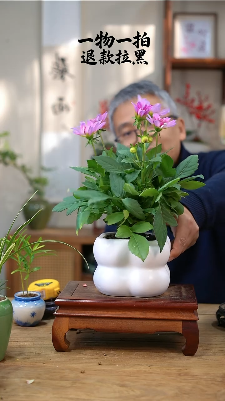 完全开放榴****～130大丽花