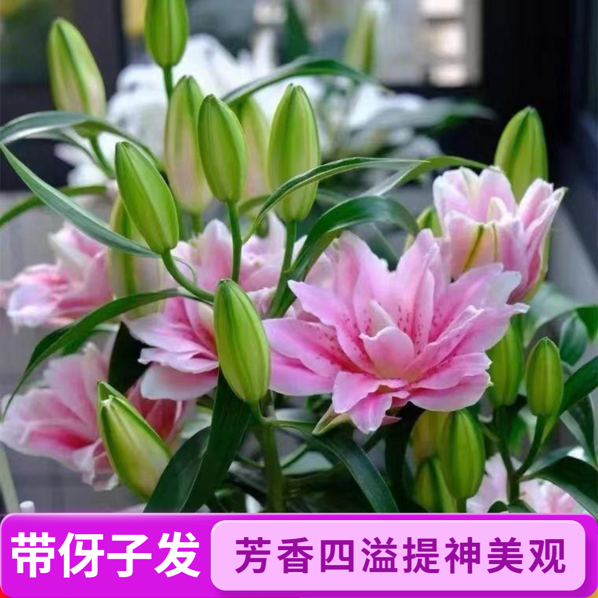 大花浓香型四季可种的耐寒耐热香水百合花卉盆栽好养活