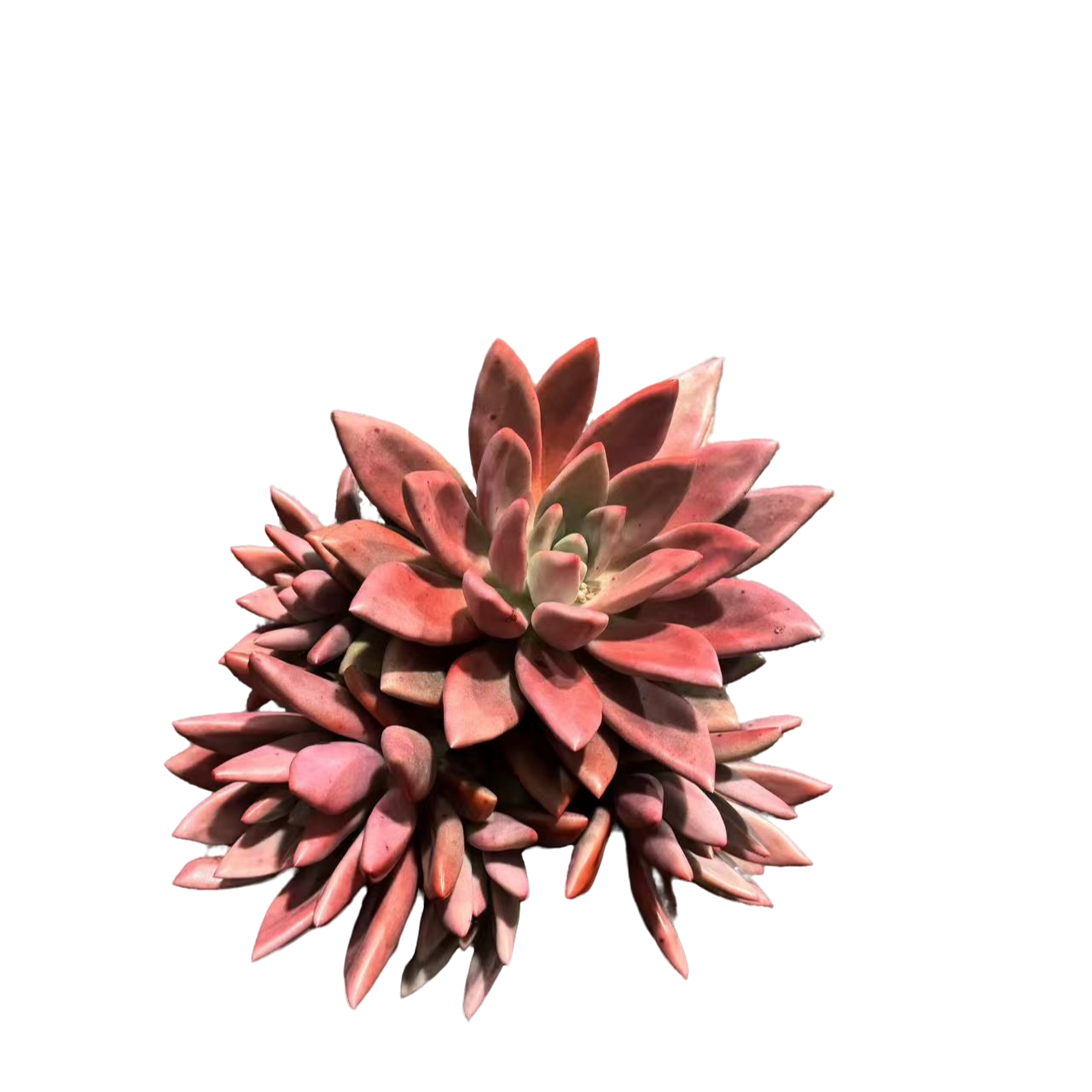 精品多肉 桃花源