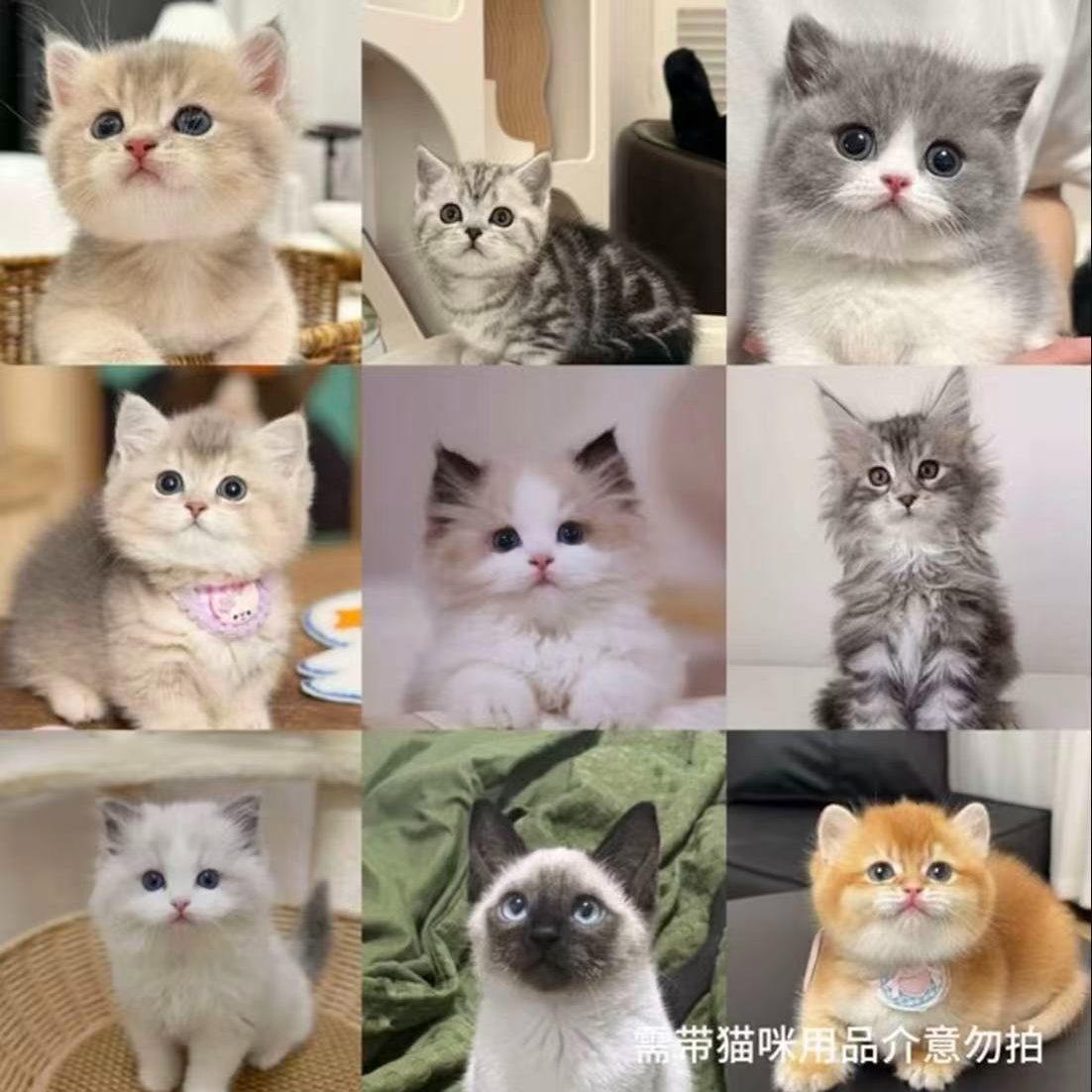 柒柒宠物馆全品种宠物猫咪对接缅因布偶金渐层蓝白美短不满意可退