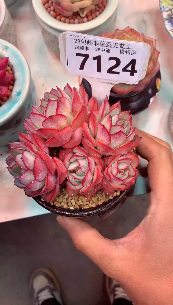 7124（一物一拍，精品多肉，w所见即所得 