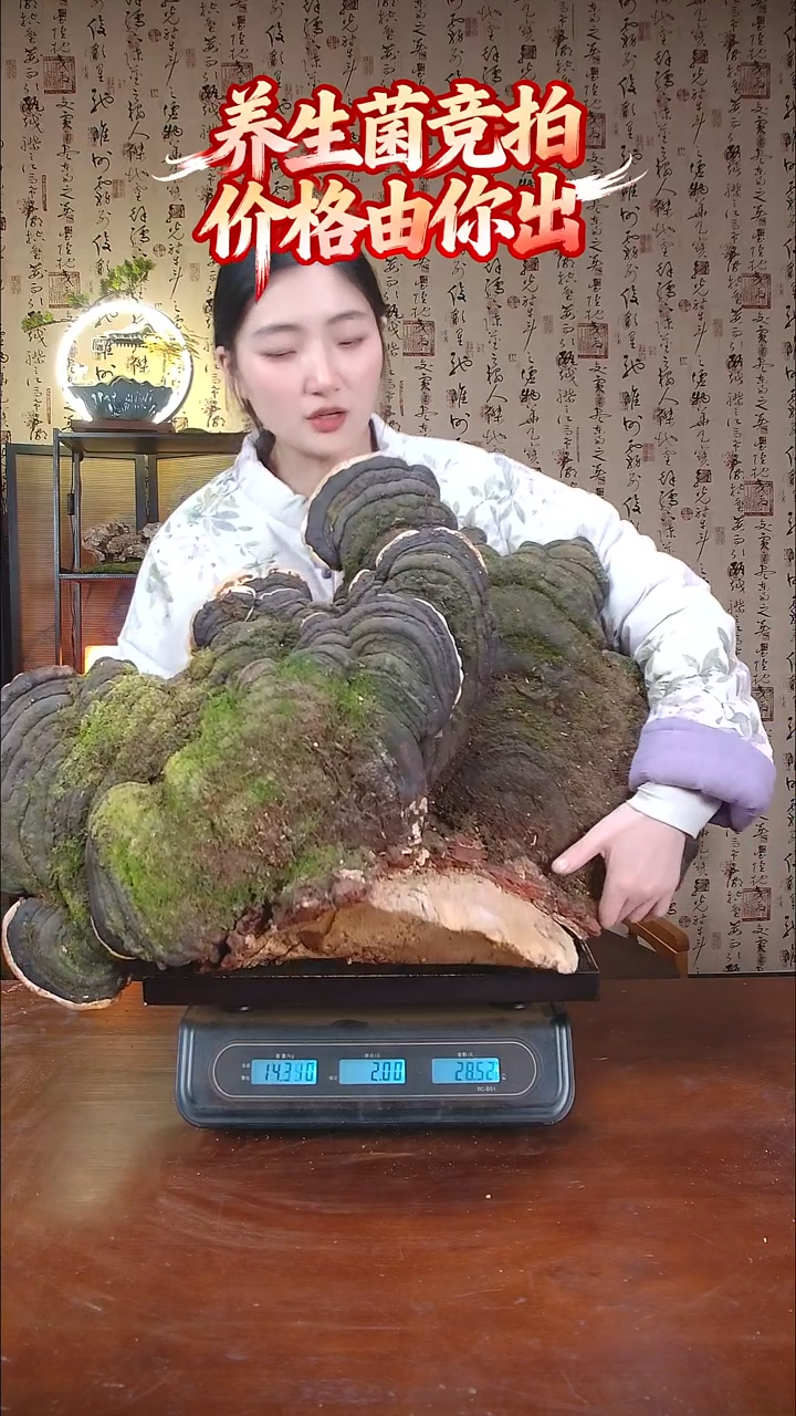 红缘拟层孔菌中国大陆L*C【藏区野生】红缘树舌（27斤）280-290年份