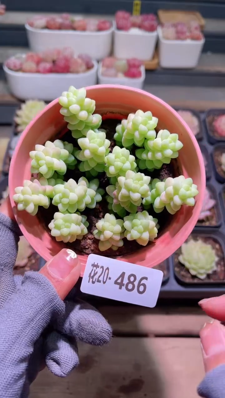 【闪购商品】20-486玉坠