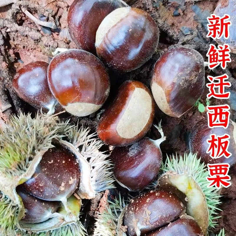 初柠柔迁西板栗新鲜栗子带壳生板栗粉糯香甜蔬菜