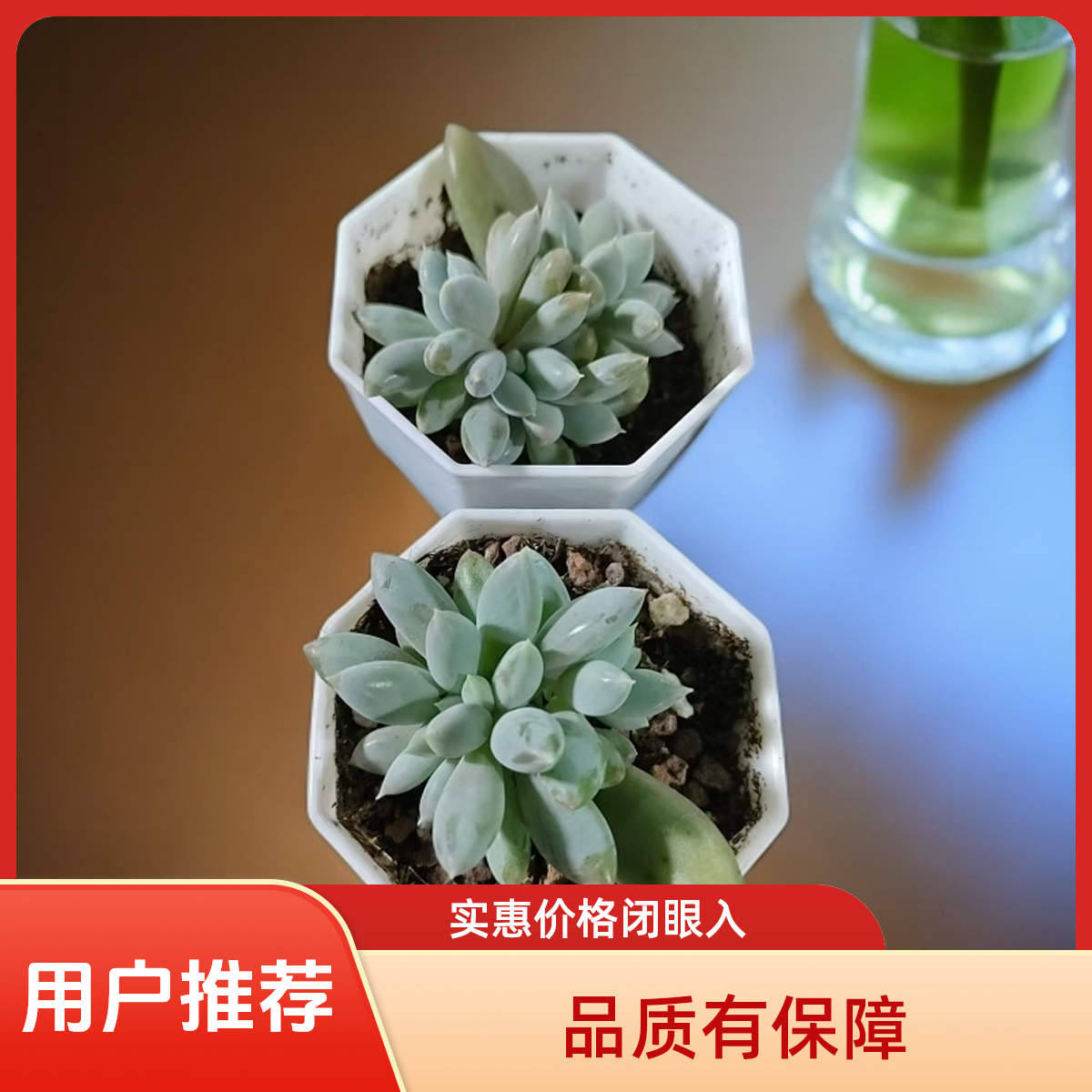 绿体哥特多肉植物盆栽品种好养适合办公室阳台