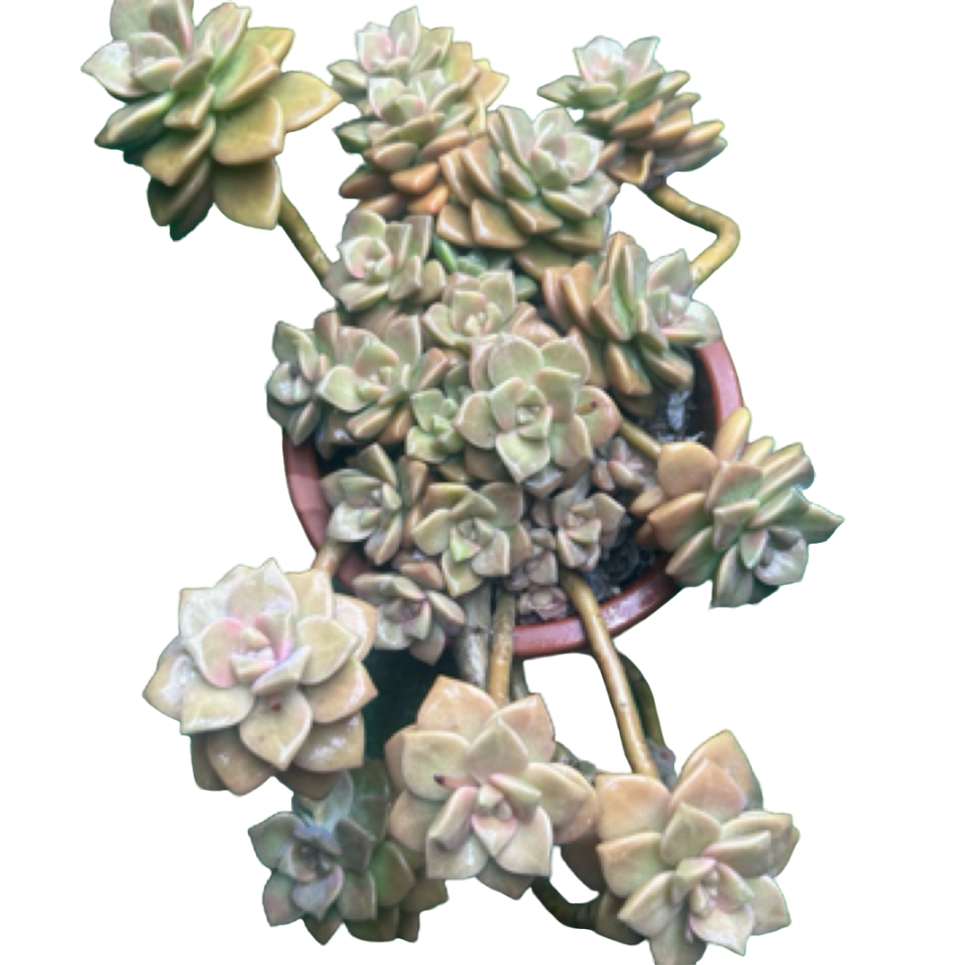 （杏美人）整装老桩飘枝盆栽盆景多肉