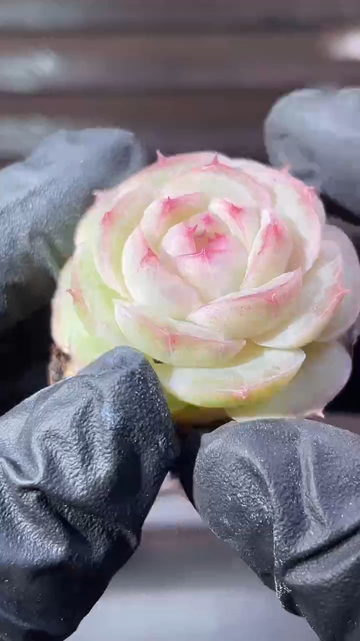 37-73 白色圣音2-3厘米量拍发一颗