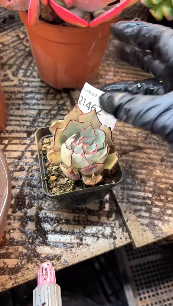 心*多肉植物一物一拍21462