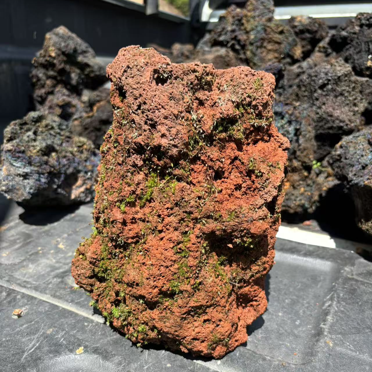 一物一拍云南腾冲天然火山岩花盆假山透气滤水适合园艺绿植使用