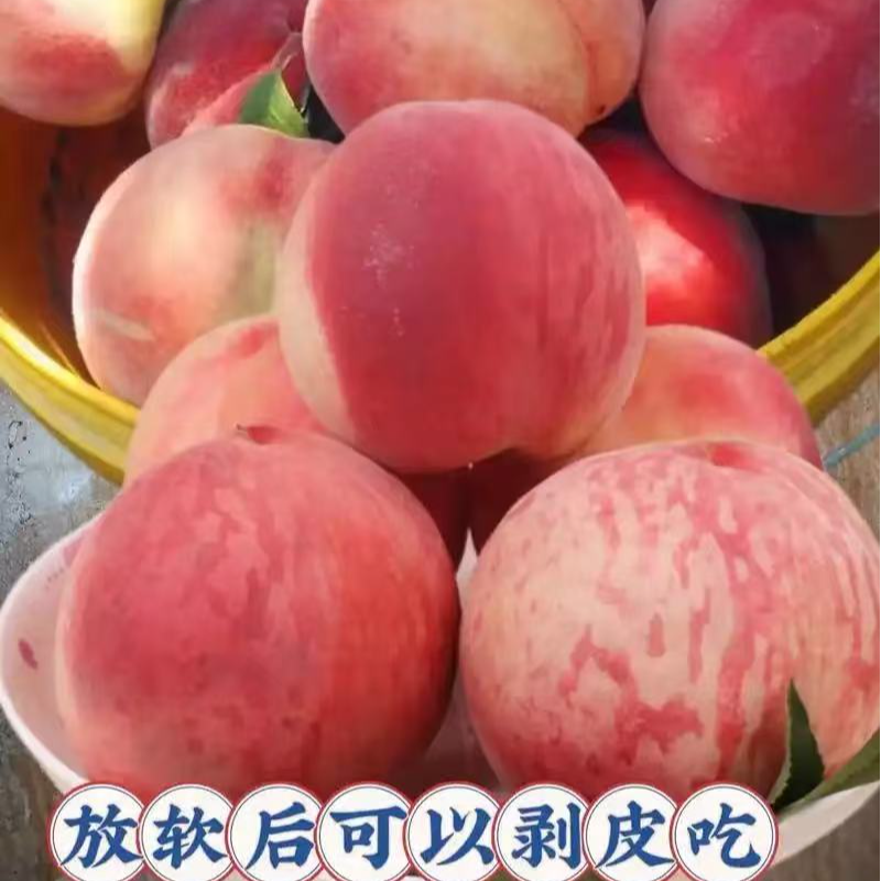 自家种植老久保水蜜桃现采现摘脆甜多汁自然成熟