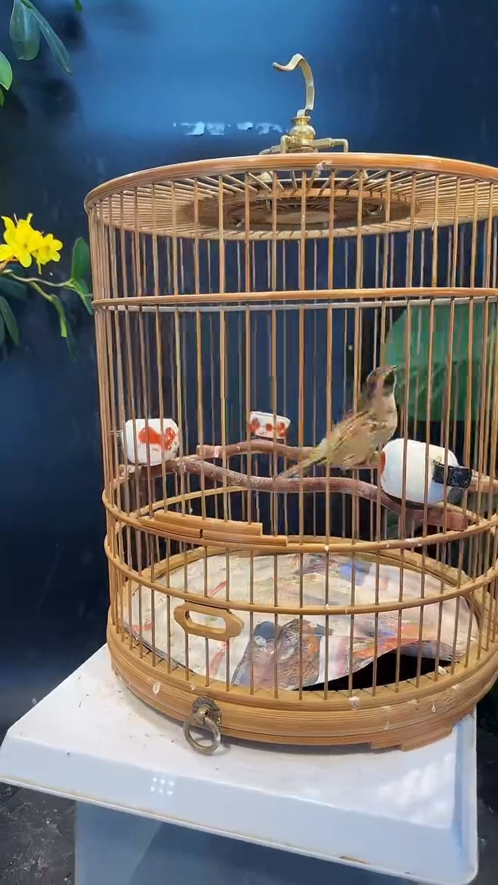 21号   虎头凤养笼1元起拍