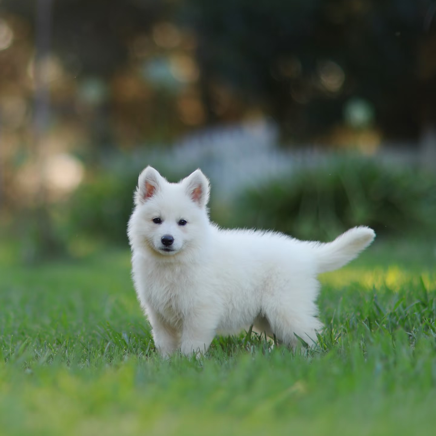 【峰哥德牧之家】瑞士牧羊犬白德牧幼犬宠物狗狗活狗小狗活体