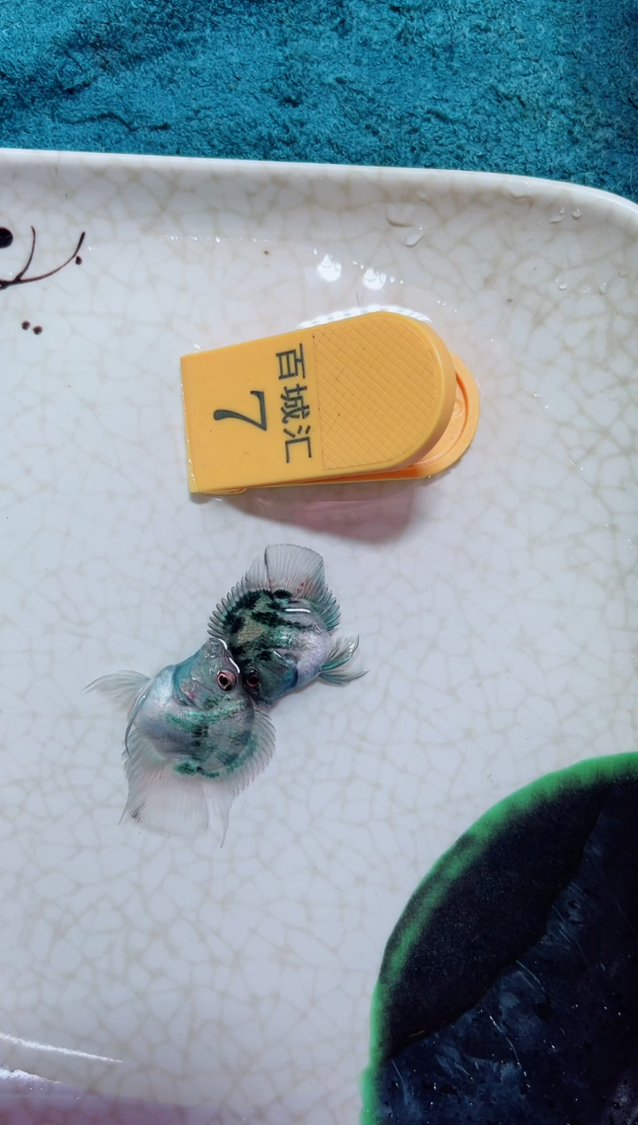 鹦鹉鱼121212121212
