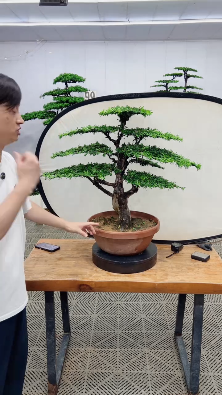 无花朵造型盆景一物一拍