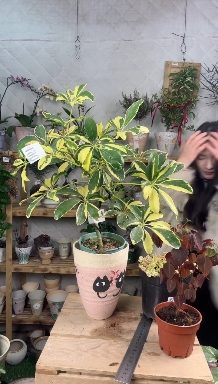 无花朵大**相649大叶花鸭加盆一套